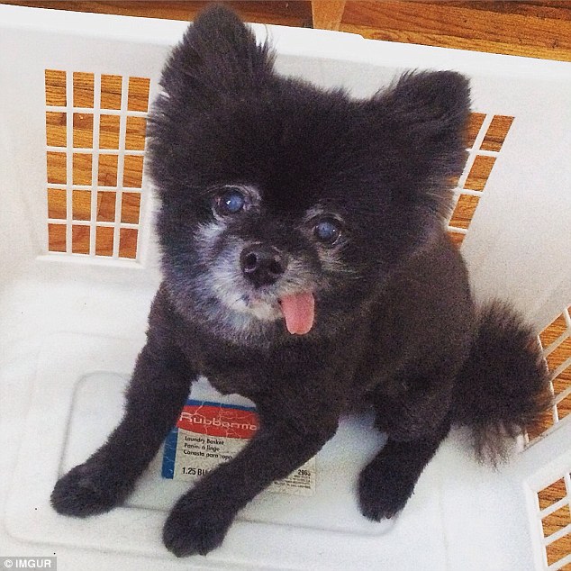 萌態百出的動物吐舌照