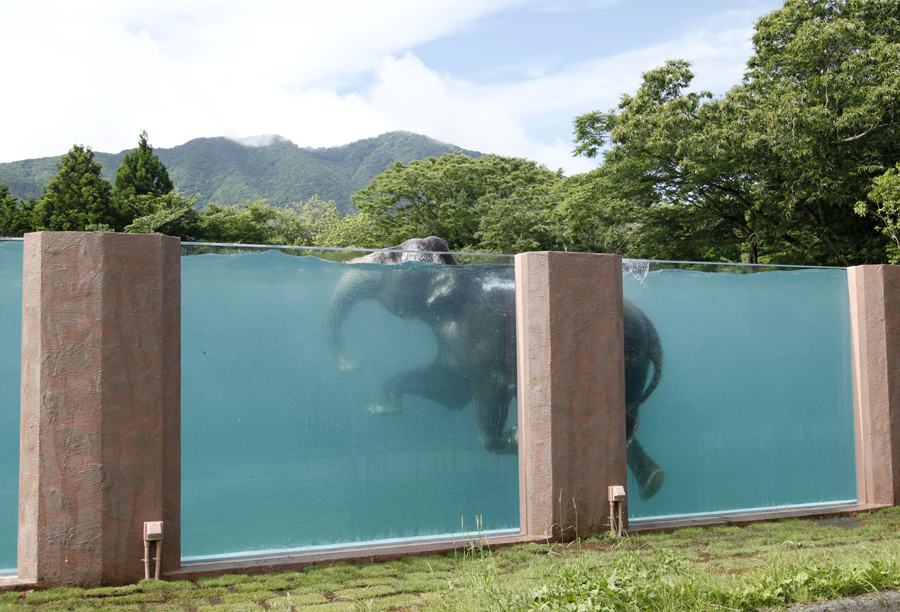 世界大象日，帶你走近它們