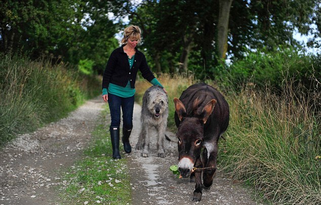 英國3歲小毛驢以為自己是狗 愛遛彎、愛抱抱、愛看網(wǎng)球