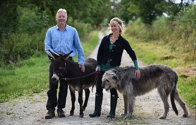 英國3歲小毛驢以為自己是狗 愛遛彎、愛抱抱、愛看網(wǎng)球