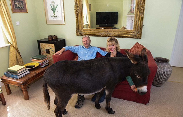 英國3歲小毛驢以為自己是狗 愛遛彎、愛抱抱、愛看網(wǎng)球