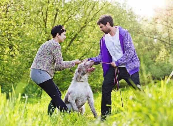 現在流行“婚前寵物協議”