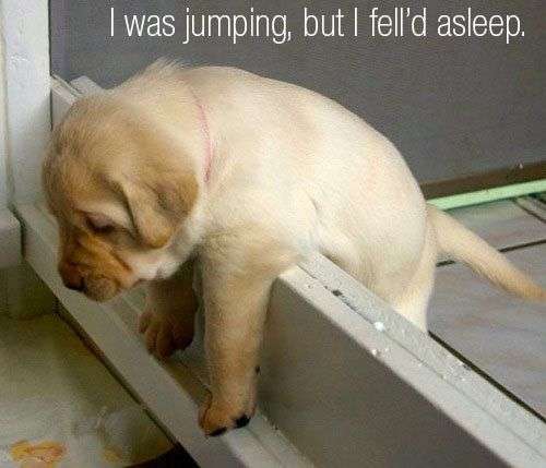 秋天也是“打盹兒”的季節?