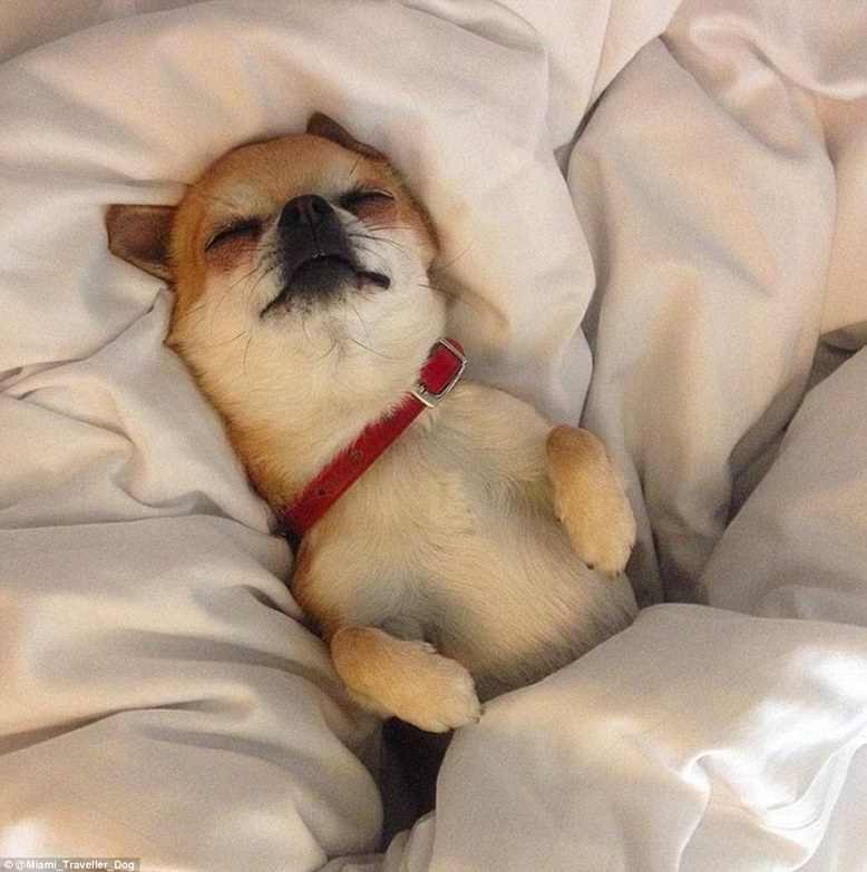 周游世界的汪星人，你羨慕嗎？