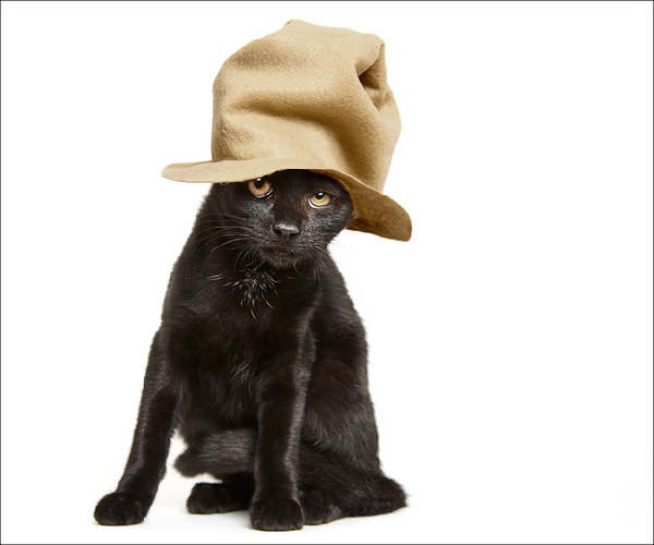 喵星人的時(shí)尚大片,酷斃了!