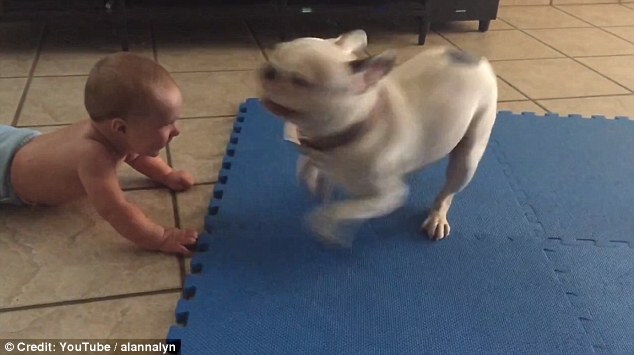 耍寶有方!看呆萌斗牛犬帶娃