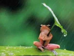 這么多有關(guān)“dog”的句子,竟然都和“狗”無關(guān)