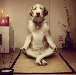 這么多有關(guān)“dog”的句子,竟然都和“狗”無關(guān)