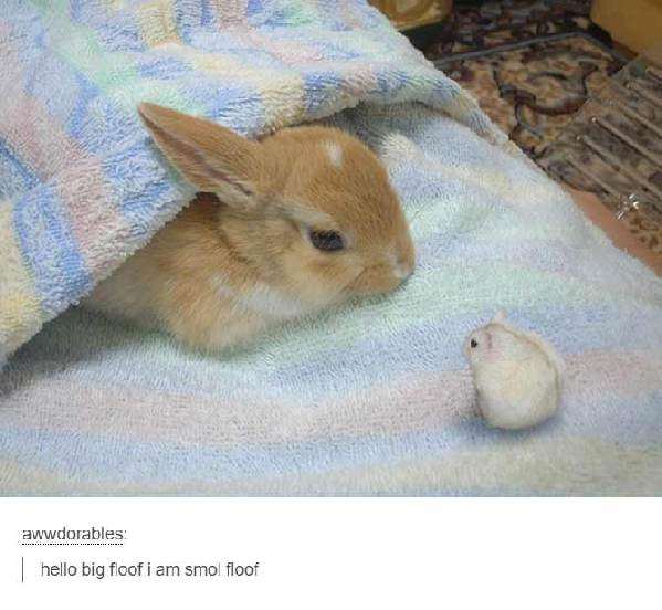 萌萌噠小動物要怎么描述？