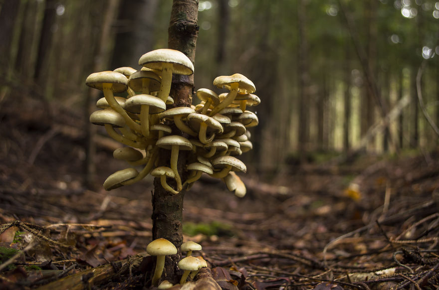 萬物皆美：攝影師鏡頭下的野生蘑菇（組圖）