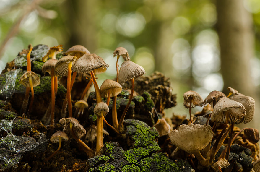 萬物皆美：攝影師鏡頭下的野生蘑菇（組圖）