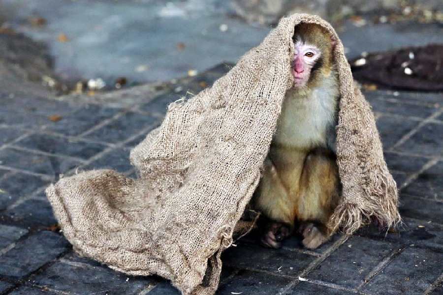 中國日報聚焦各地寒潮來襲