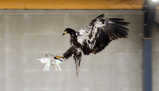 荷蘭警方：老鷹大戰(zhàn)無人機(jī)