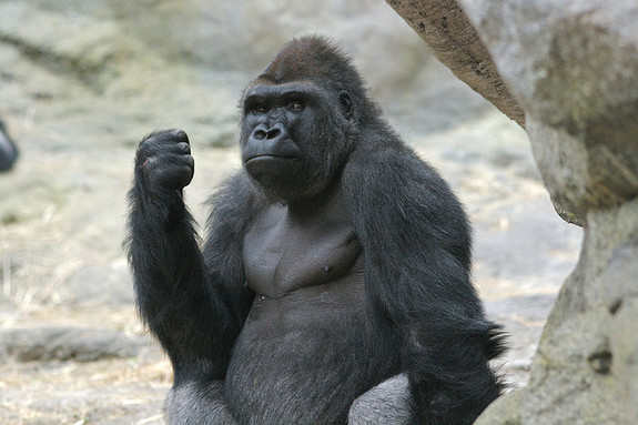 “800磅大猩猩”何意？來看動物習語搜羅
