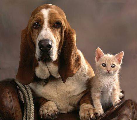 激烈競爭中，敵人也能變盟友