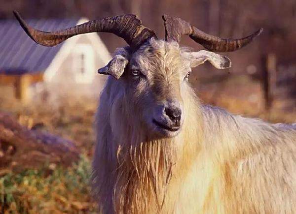 羊絨、羽絨、兔絨：“絨”的故事