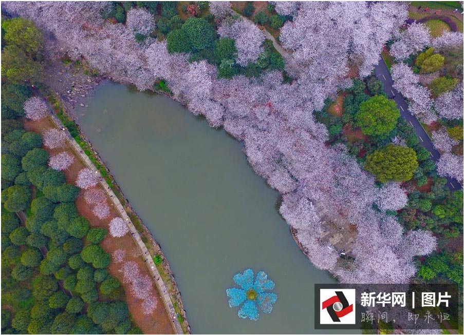 航拍:長(zhǎng)沙櫻花絢爛綻放 如詩(shī)如畫(huà)