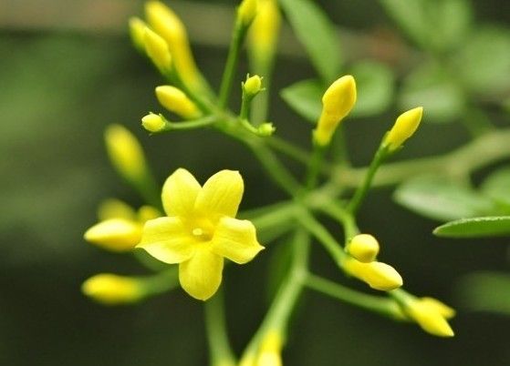 春天，一起來讀詩，雙語的！