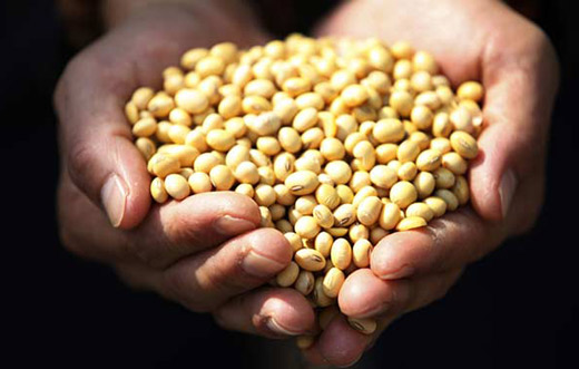 譚志娟:設立非轉基因大豆保護區