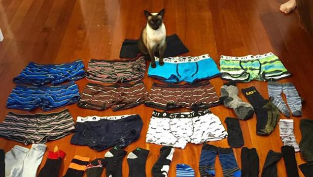 新西蘭“偷內褲狂魔”竟是一只喵