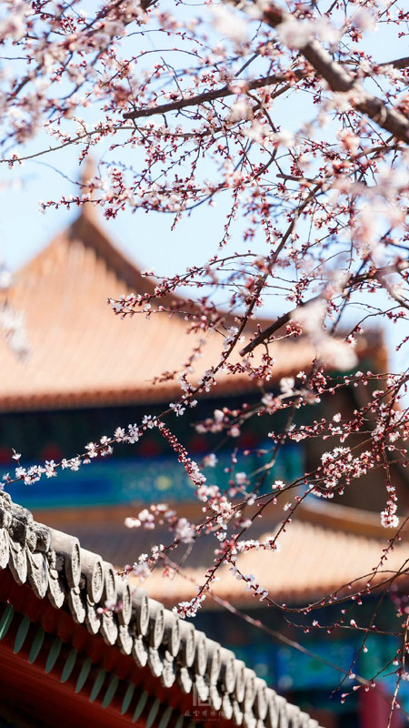 故宮春日杏花美圖：十里春風吹作雪