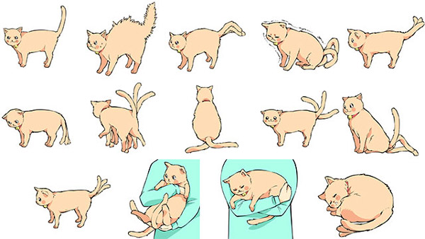 喵星人的心事你能懂:喵星人14種搖尾方式詳解