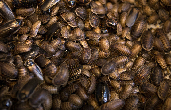 美國男子屋內噴滿蟑螂藥：小強沒死 房子炸飛