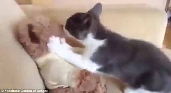 霸道貓咪強(qiáng)吻我,“小污”強(qiáng)吻泰迪熊走紅網(wǎng)絡(luò)