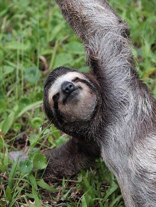 樹(shù)懶其實(shí)沒(méi)那么懶：背包客拍到做瑜伽的樹(shù)懶