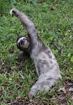 樹(shù)懶其實(shí)沒(méi)那么懶：背包客拍到做瑜伽的樹(shù)懶