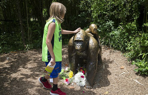四歲男童爬入猩猩池,動(dòng)物園射殺大猩猩引爭(zhēng)議