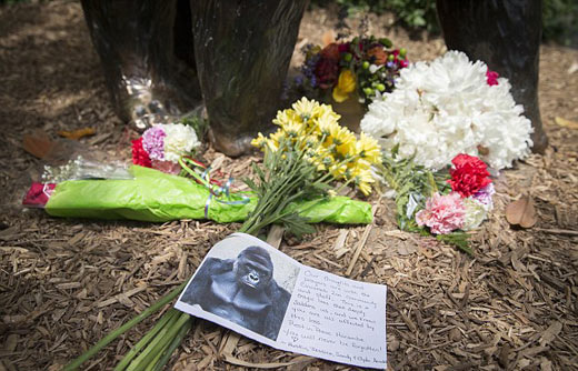 四歲男童爬入猩猩池,動(dòng)物園射殺大猩猩引爭(zhēng)議