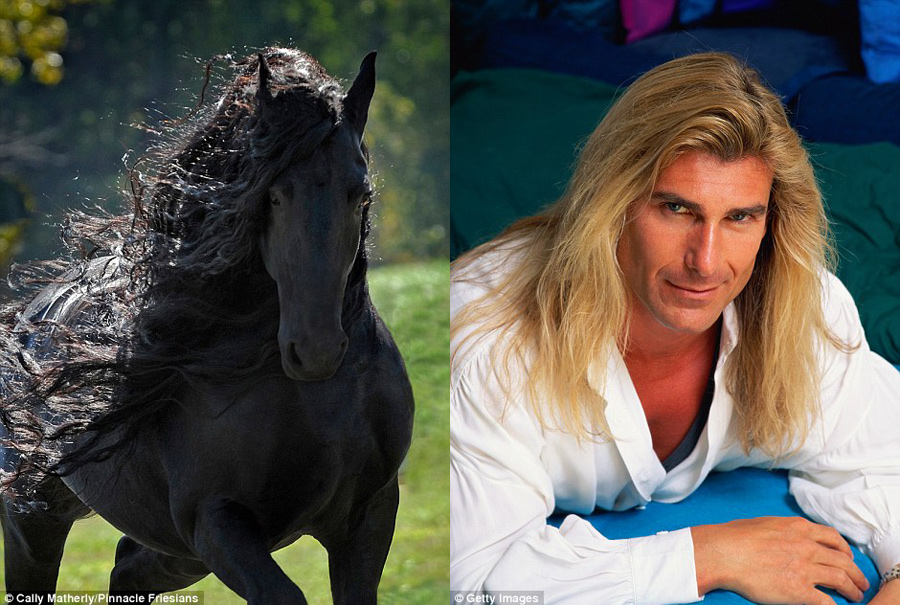 快來看:世界上顏值最高的馬“腓特烈二世”