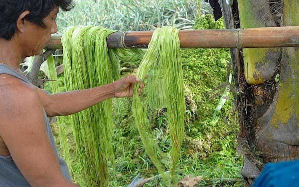 時尚新寵:菠蘿葉做成的皮革