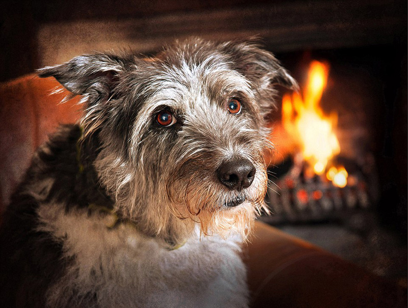 年度狗狗攝影大賽優秀作品日前展出（組圖）