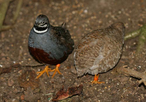 1美元在世界各國可以買到啥?