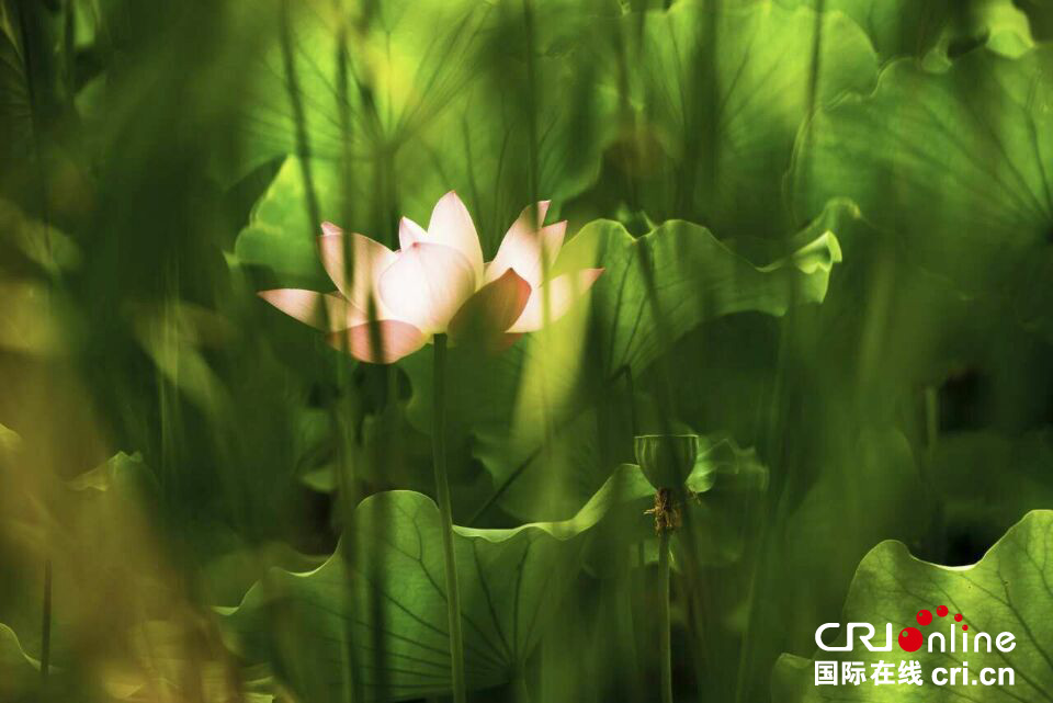 這組圖，能讓你在炎熱的夏季里瞬間清涼起來(lái)