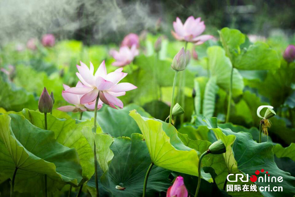 這組圖，能讓你在炎熱的夏季里瞬間清涼起來