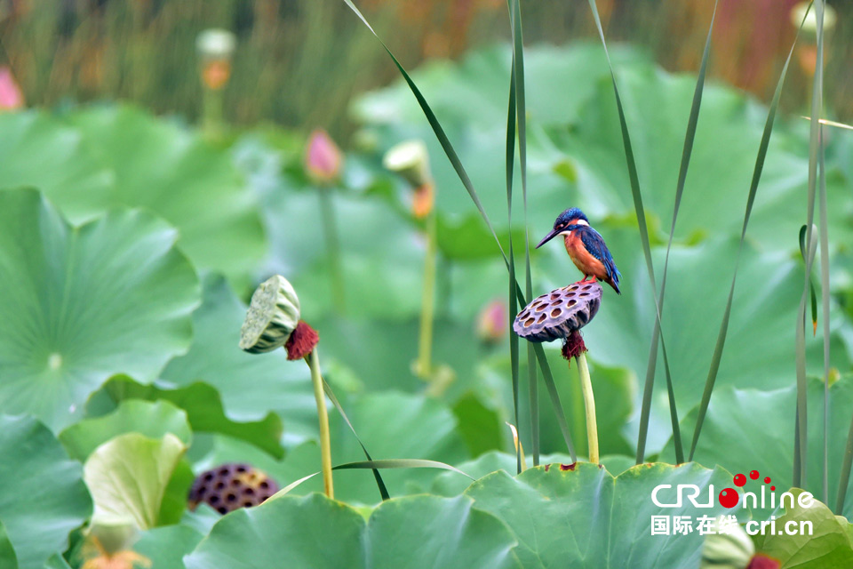 這組圖，能讓你在炎熱的夏季里瞬間清涼起來