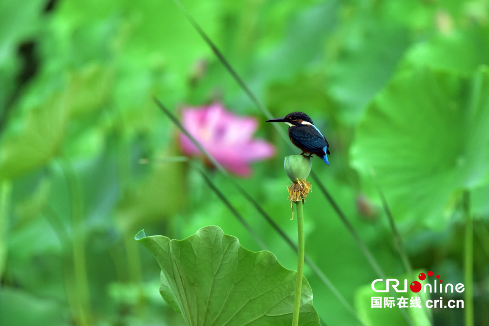 這組圖，能讓你在炎熱的夏季里瞬間清涼起來