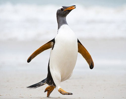 20個最奇葩的谷歌搜索問題