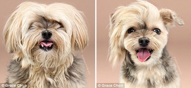 天壤之別！美攝影師拍攝狗狗美容前后對比照（組圖）