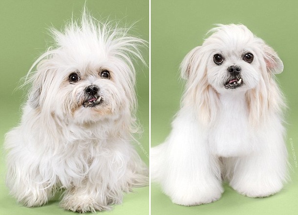 天壤之別！美攝影師拍攝狗狗美容前后對比照（組圖）