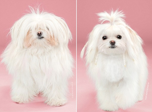 天壤之別！美攝影師拍攝狗狗美容前后對比照（組圖）