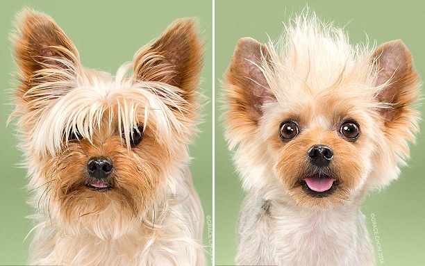 天壤之別！美攝影師拍攝狗狗美容前后對(duì)比照（組圖）