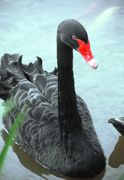 與顏色相關的英語短語和習慣用法