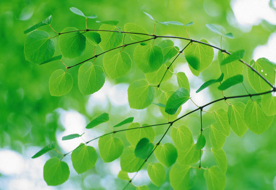 與顏色相關(guān)的英語短語和習(xí)慣用法