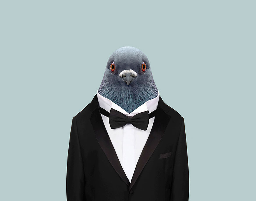 別臭美了：動物穿上衣服比你帥（組圖）