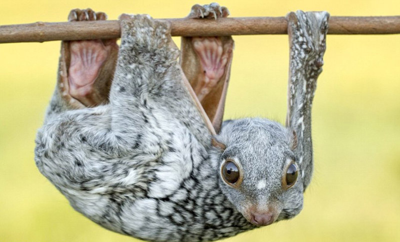 奇葩動物照片走紅 網(wǎng)友直呼長見識（組圖）