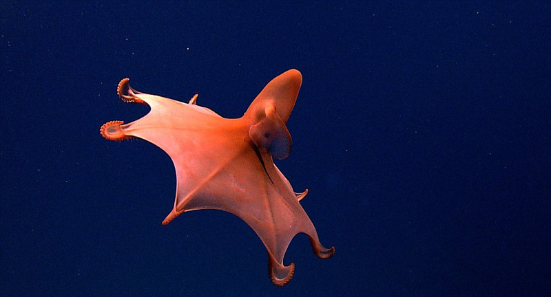 奇葩動物照片走紅 網友直呼長見識（組圖）